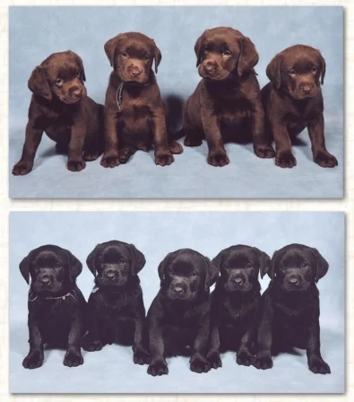Does der Labrador Hund