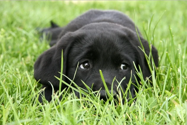 Does der Labrador Hund