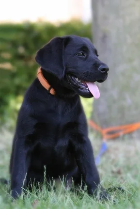 Does der Labrador Hund