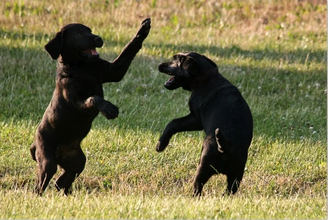 Does der Labrador Hund