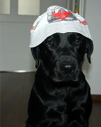 Does der Labrador Hund