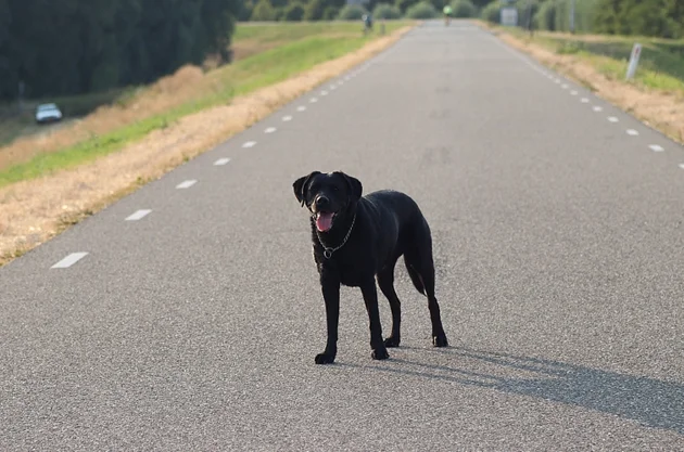 Does der Labrador Hund