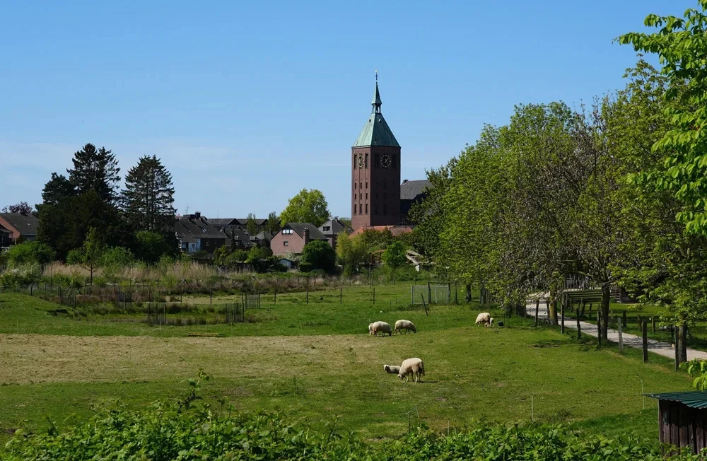 Weitläufige Wiesenlandschaft am Rande von Weeze mit mehreren friedlich grasenden Schafen. Im Hintergrund erhebt sich der markante Backsteinturm der katholischen Pfarrkirche St. Cyriakus mit seiner spitzen Turmhaube über den Bäumen und den umliegenden Wohnhäusern. Rechts führt ein Fußweg entlang einer Baumreihe durch die grüne Parklandschaft. Der klare blaue Himmel und die frischen Frühlingsfarben verleihen der Szene eine ruhige, ländliche und naturnahe Atmosphäre.