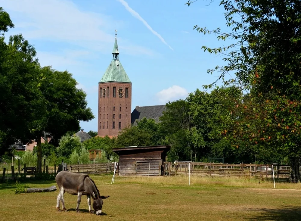 Grasender Esel im Tierpark Weeze vor der St.-Cyriakus-Kirche an einem sonnigen Sommertag