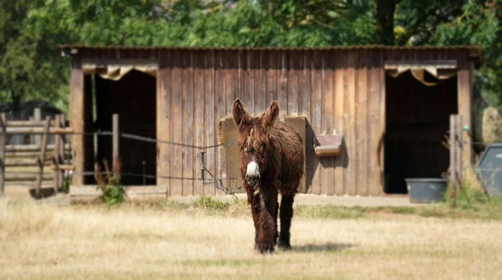 Zotteliger Esel läuft auf einer Weide im Tierpark Weeze direkt auf den Fotografen zu.