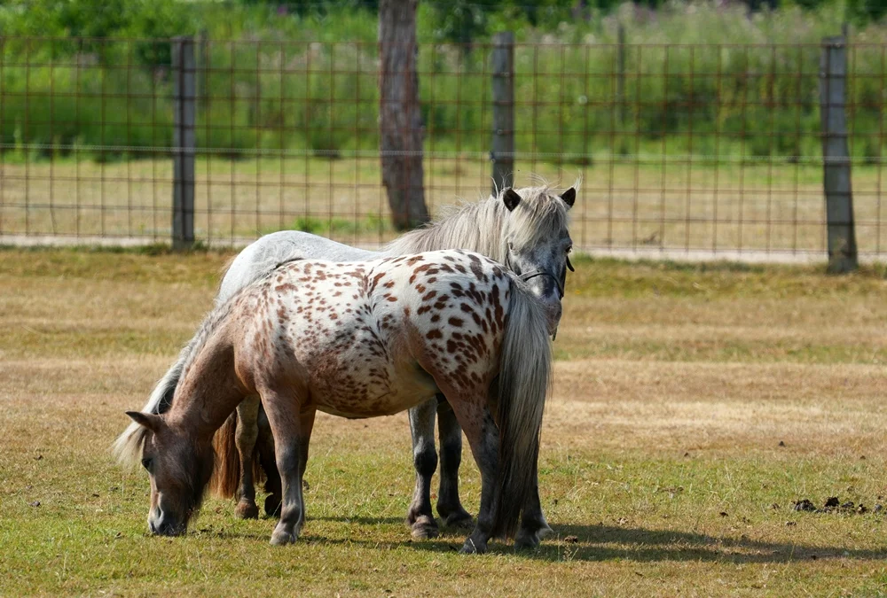 Geflecktes und graues Shetlandpony stehen gemeinsam auf einer Weide im Tierpark Weeze.