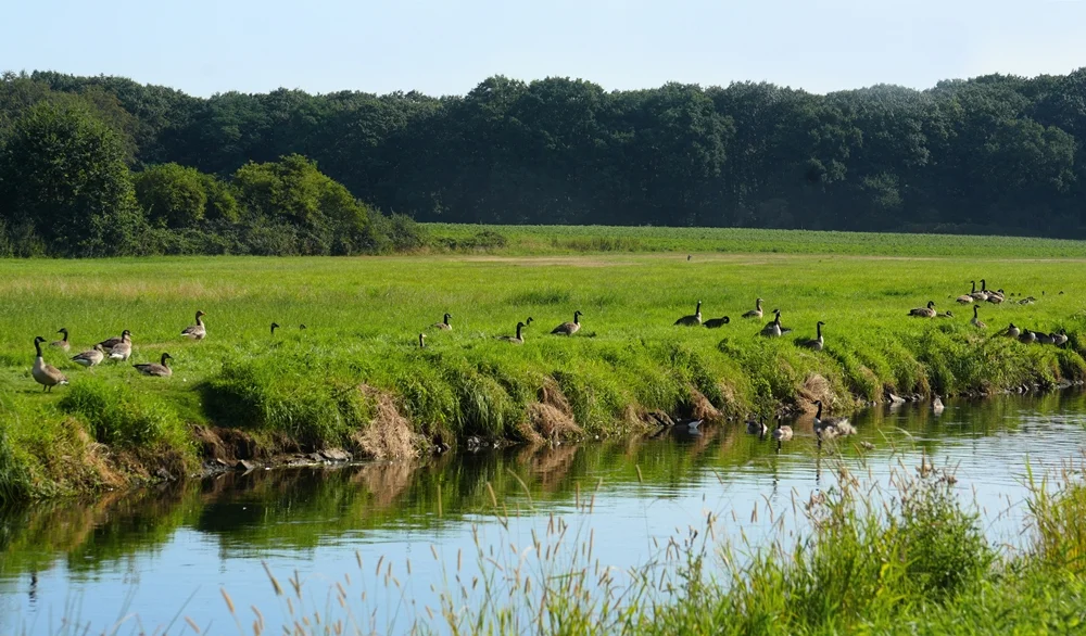 Kanadagänse an der Niers entlang des Nierswanderwegs bei Weeze.