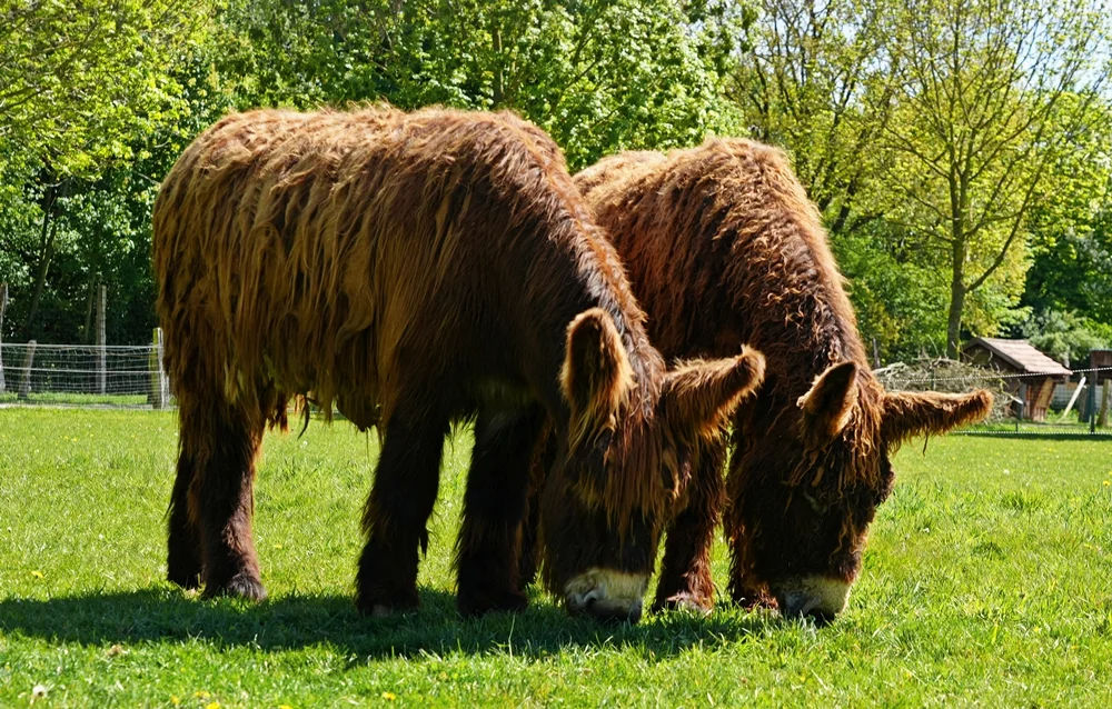 Die Poitou-Esel des Tierparks Weeze.