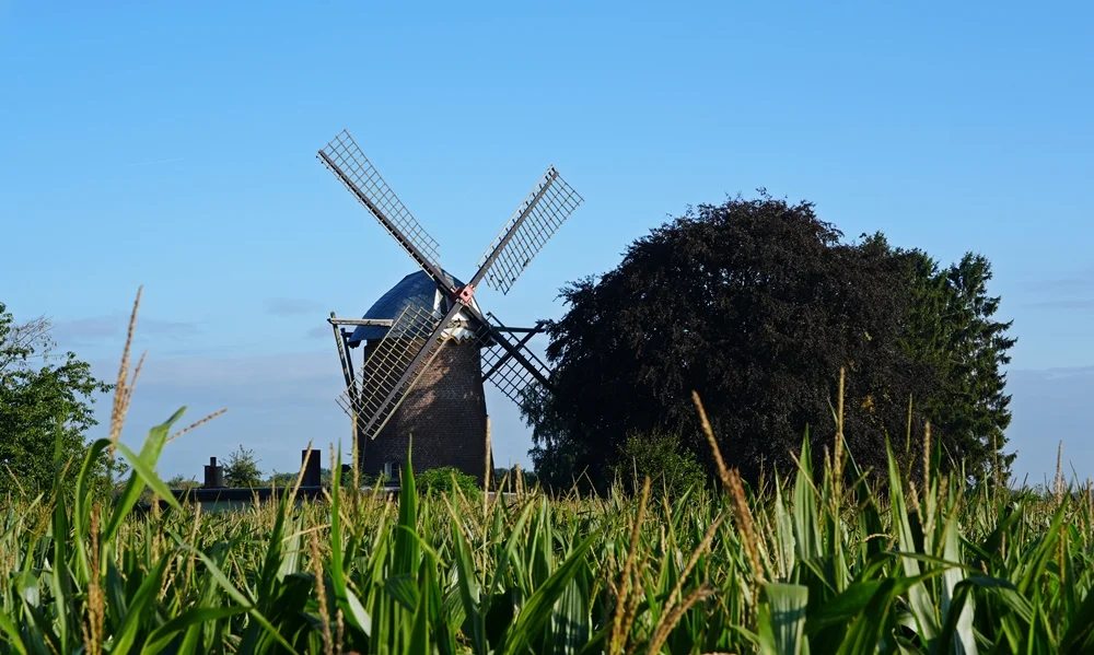 Historische Windmühle in Wemb am Niederrhein, umgeben von Bäumen und einem grünen Maisfeld.