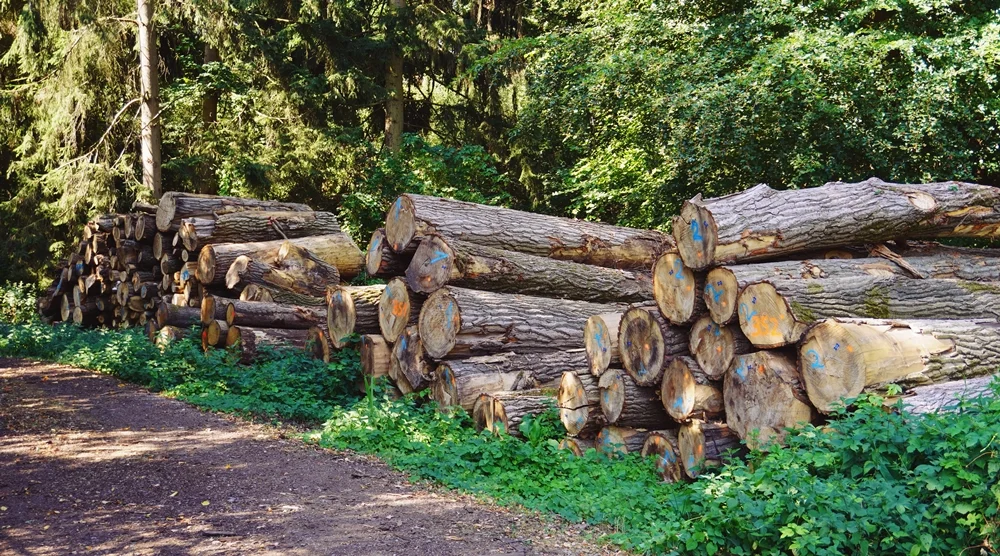 Holzstapel im Wald von Weeze