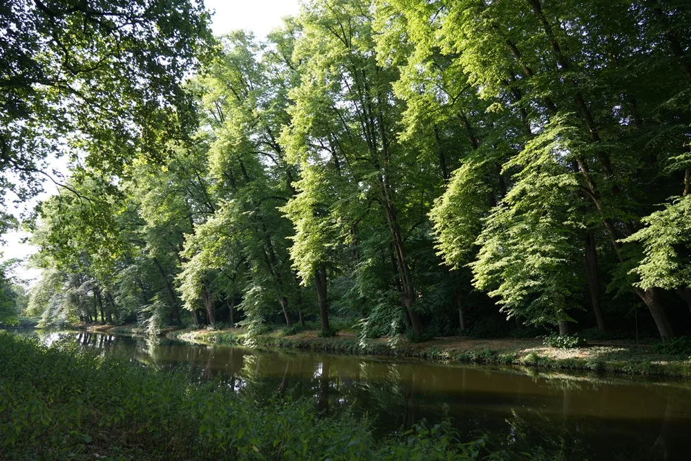 Blick auf den dichten Wald am Schloss Wissen in Weeze mit der ruhig fließenden Niers und den Spiegelungen der hohen Bäume im Wasser.