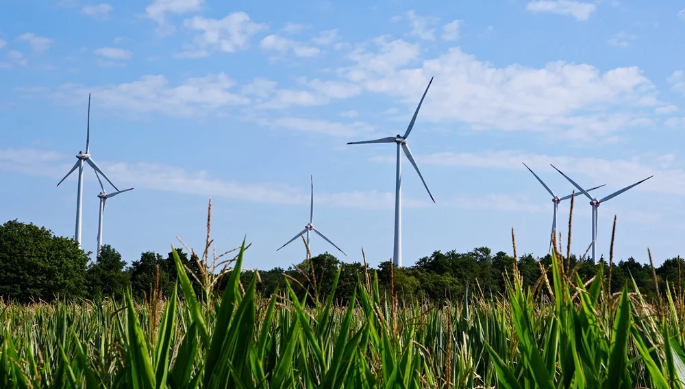 Windkraftanlagen hinter einem Maisfeld bei Weeze