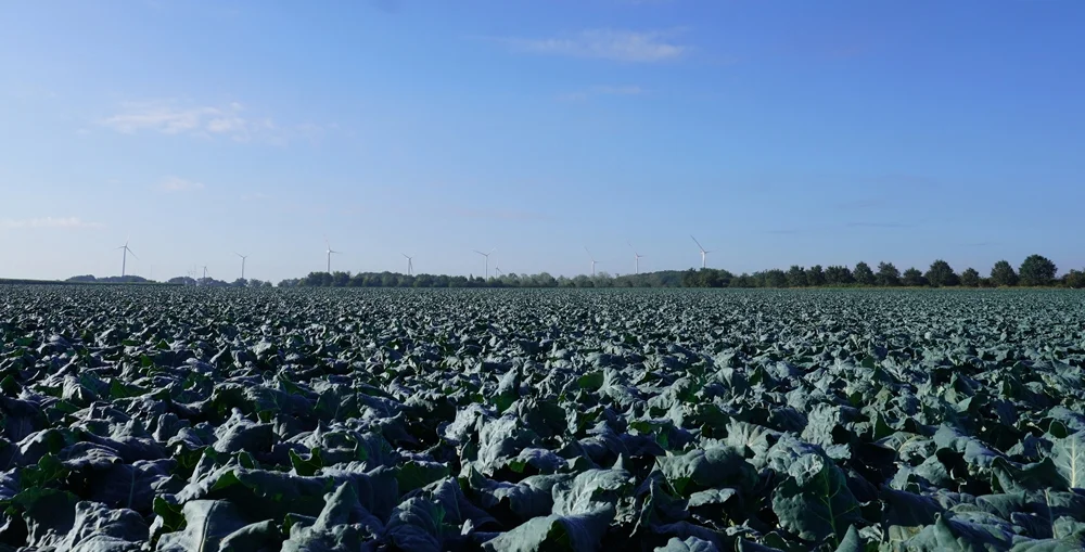 Großes Kohlfeld in Wemb mit Windrädern am Horizont unter blauem Himmel