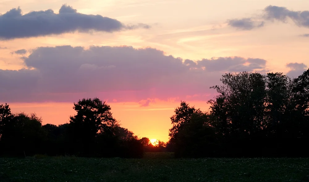 Sonnenuntergang über einer Wiesenlandschaft in Weeze mit dunklen Bäumen und orange-rosa gefärbtem Himmel.