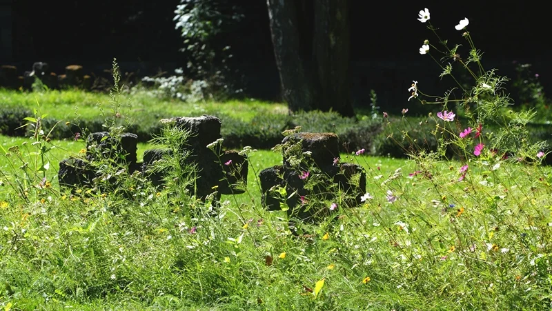 Wildblumen und Gräser vor alten Steinkreuzen auf der Kriegsgräberstätte in Weeze