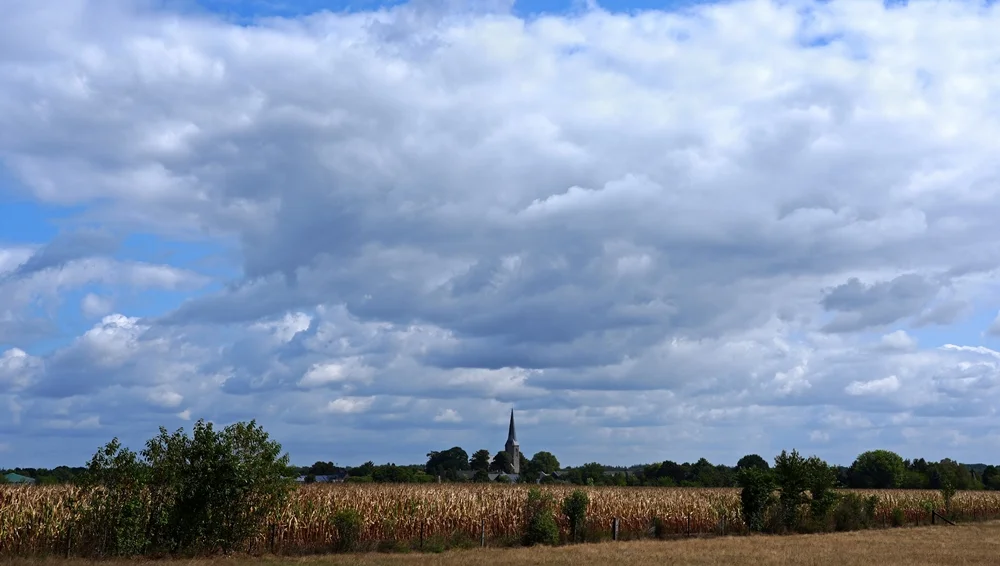 Blick über ein Maisfeld auf Wemb mit dem Kirchturm unter einem eindrucksvollen Wolkenhimmel