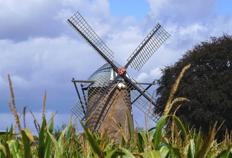 Windmühle von Wemb hinter einem Maisfeld unter blauem Himmel mit großen Wolken