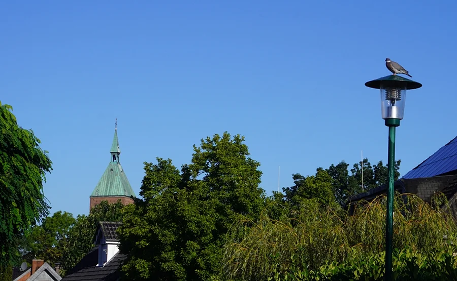 Taube auf einer Laterne mit Kirchturmspitze im Hintergrund in Weeze