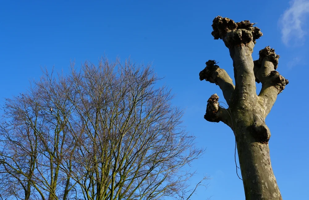 Der stark beschnittene Baum wirkt vor dem klaren blauen Himmel fast wie eine abstrakte Natur-Skulptur.