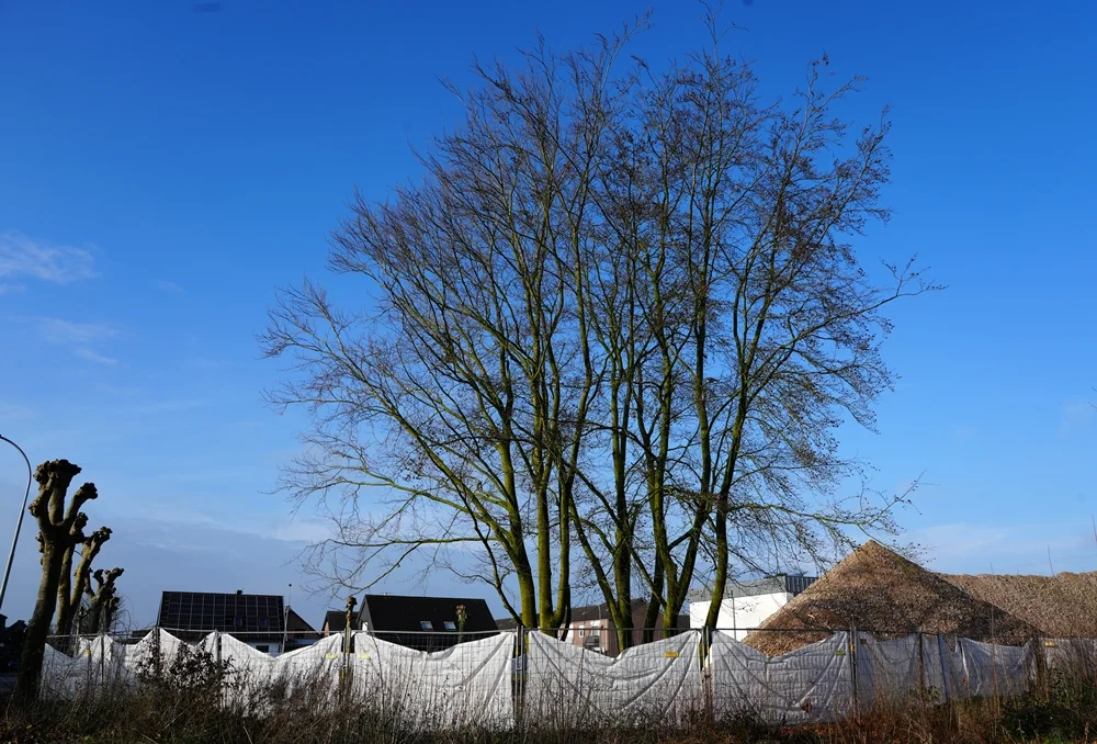 Die große Baumgruppe bildet einen starken Kontrast zu den riesigen Recyclingbergen der Abrissbaustelle in Weeze.
