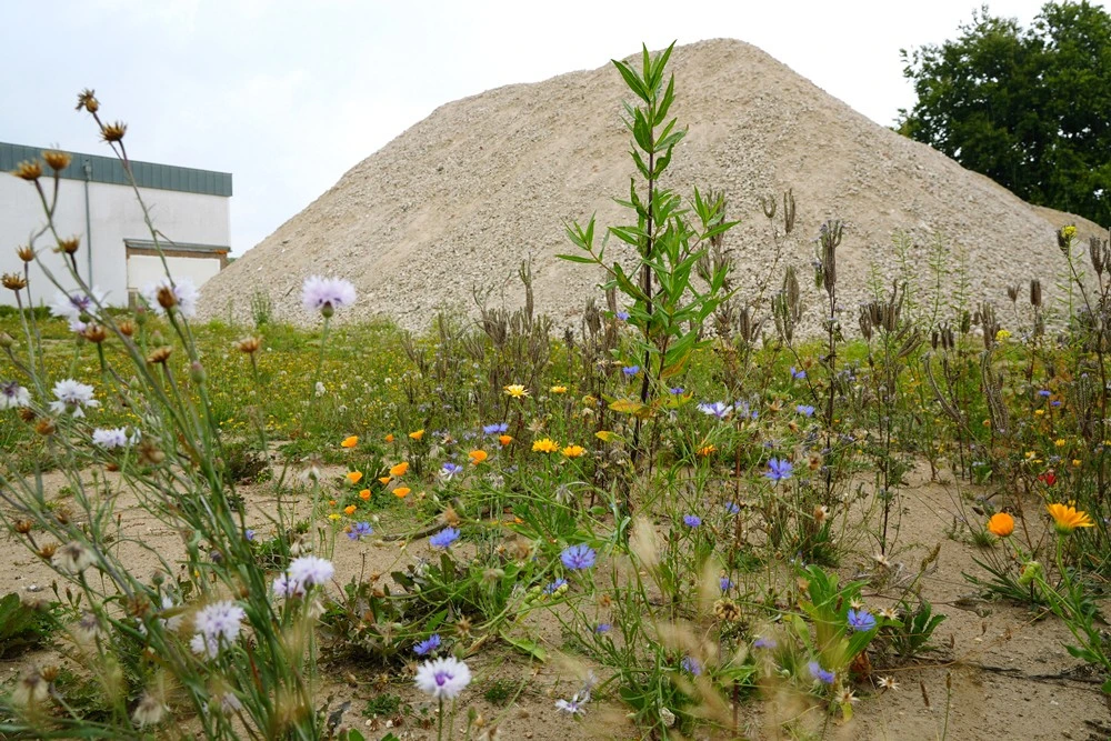 Wilde Blumen wachsen auf der freien Fläche der ehemaligen Hauptschule in Weeze. Im Hintergrund liegt ein großer heller Schotterberg.