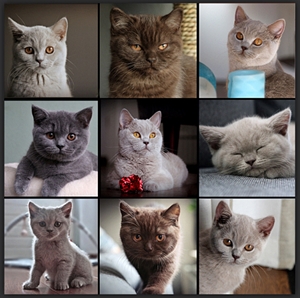 Katzenfotografie für Cattery Divania