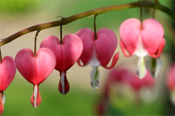 Naturbild von teddynash