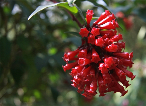 Naturbild von teddynash