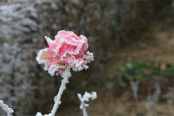 Naturbild von teddynash