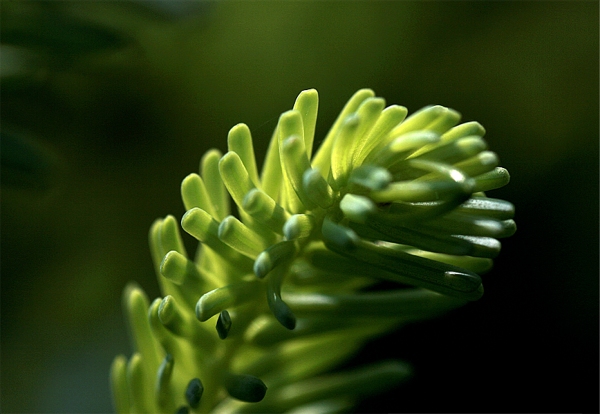 Naturbild von teddynash