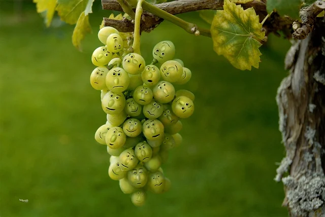 Weintraube mit vielen gezeichneten Gesichtern an einer Rebe im Weinberg.